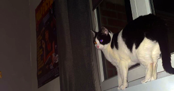 mary pet sitter à LOOS 59120_9