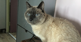 lea pet sitter à TORCY 77200_4