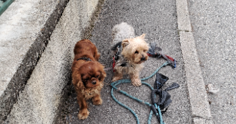 claudie pet sitter à EMBRUN 05200_2