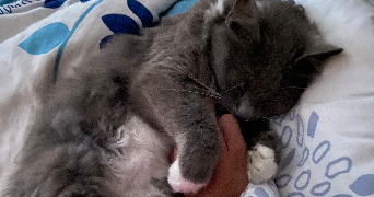 marily pet sitter à CLICHY 92110_6