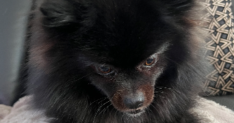 carole pet sitter à SERRIS 77700_4