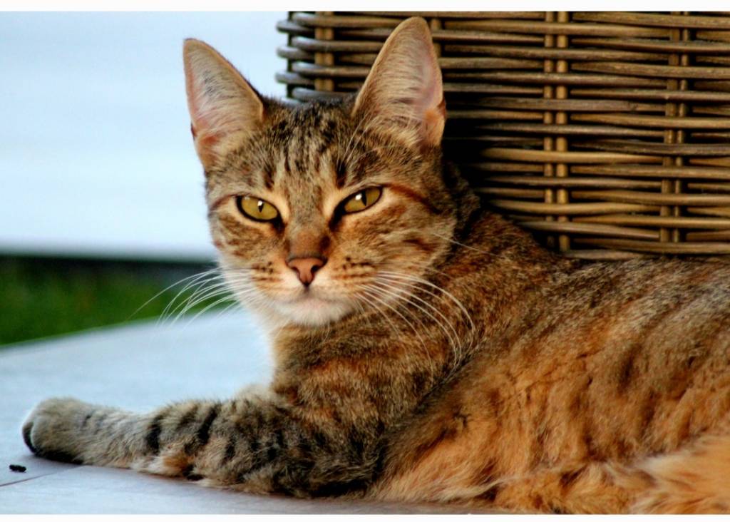 Elise pet sitter à Chatou 78400_2