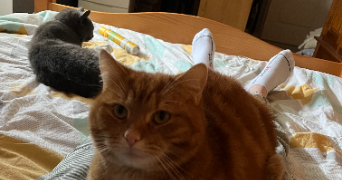 emma pet sitter à SINCENY 02300_0