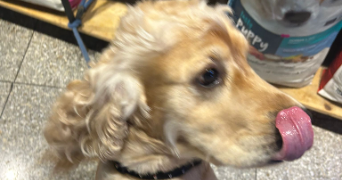 hiba pet sitter à TOULOUSE 31400_8