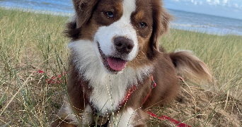 inès pet sitter à MONTIGNY LE BRETONNEUX 78180_0