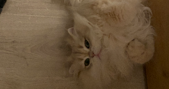 yifan pet sitter à LE PERREUX SUR MARNE 94170_2