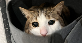 maëlle pet sitter à MONTAIGU VENDEE 85600_1