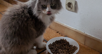 joanne pet sitter à RILLIEUX LA PAPE 69140_6