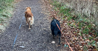 lilou pet sitter à CLERMONT FERRAND 63000_2