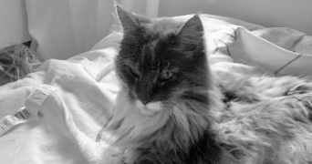 victoria pet sitter à MENTON 06500_2