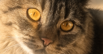 sabrina pet sitter à BONDY 93140_1