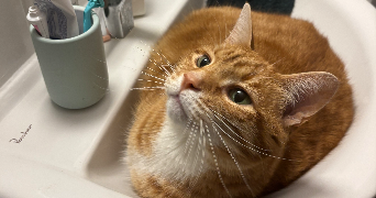 alycia pet sitter à LE PETIT QUEVILLY 76140_6