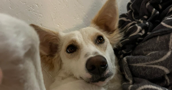 emmy pet sitter à RENNES 35000_2