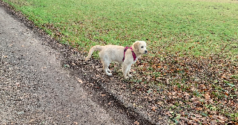 eulalie pet sitter à MULHOUSE 68100_2