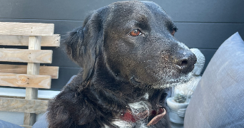 océane pet sitter à ROGNAC 13340_2