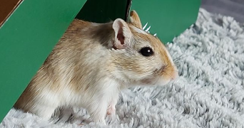 christal pet sitter à BOSSEY 74160_4
