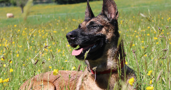 lara pet sitter à FIGEAC 46100_7