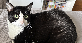 florian pet sitter à LE CHESNAY ROCQUENCOURT 78150_2