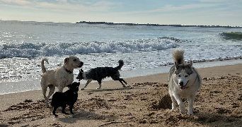 valentine pet sitter à HERBIGNAC 44410_0