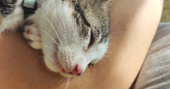solène pet sitter à BEUZEVILLE 27210_2
