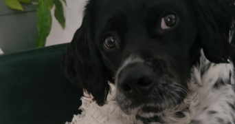 sandra dog sitter à ST QUENTIN 02100_4