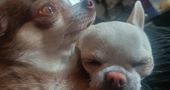 stéphanie pet sitter à BRAS 83149_2