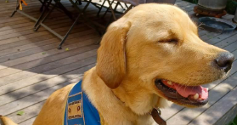 marina pet sitter à MONS EN BAROEUL 59370_14