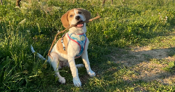 léa myriam pet sitter à LUNEL VIEL 34400_4