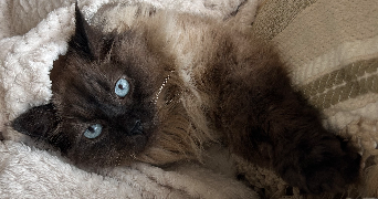 sandra pet sitter à BENESSE MAREMNE 40230_1