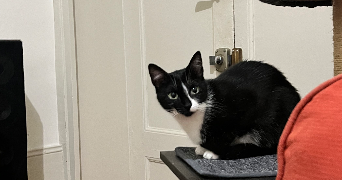 laury pet sitter à ST PIERRE DE CHANDIEU 69780_6