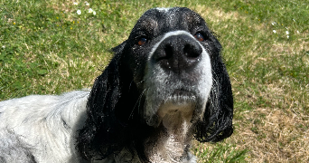 océane pet sitter à BERSON 33390_2