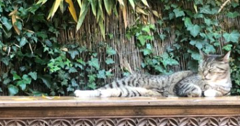 sarah pet sitter à SEYSSINET PARISET 38170_8