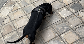 louis et jéromine  pet sitter à PARIS 10 75010_4