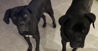 camille pet sitter à ST ARNOULT EN YVELINES 78730_1