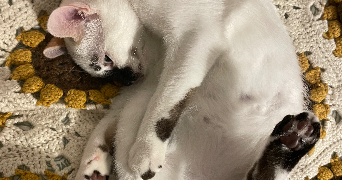 célina pet sitter à LILLE 59000_2