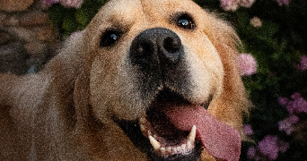 laurine dog sitter à NERON 28210_1