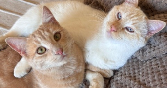 marine pet sitter à PRIVAS 07000_2