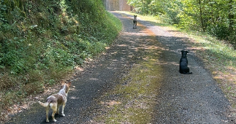 axelle pet sitter à Axat 11140_11
