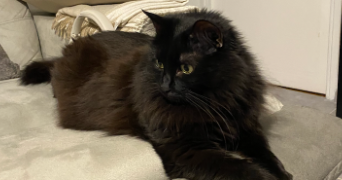 fanélie pet sitter à STE FOY LES LYON 69110_1