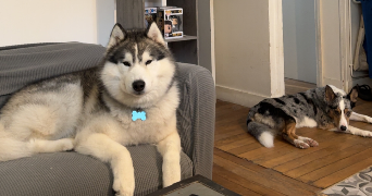 soufiane pet sitter à PARIS 13 75013_1