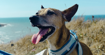 lucie pet sitter à CAEN 14000_2