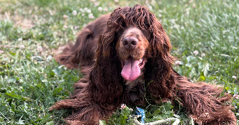 laura pet sitter à HAM LES MOINES 08090_6