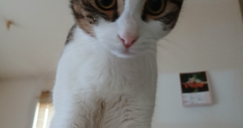 elodie pet sitter à GUJAN MESTRAS 33470_1