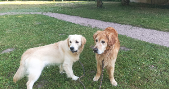 hélène pet sitter à ST PIERRE DES CORPS 37700_5
