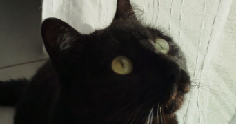 alexane pet sitter à PESSAC 33600_0
