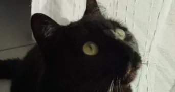 alexane pet sitter à PESSAC 33600