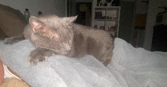 océane pet sitter à ST MANDRIER SUR MER 83430_7