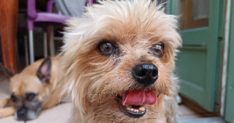 marlène pet sitter à ILLE-SUR-TÊT 66130_1