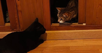 lyna pet sitter à PALAISEAU 91120_4