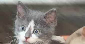 eva pet sitter à REIMS 51100